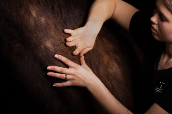 behandling til hest