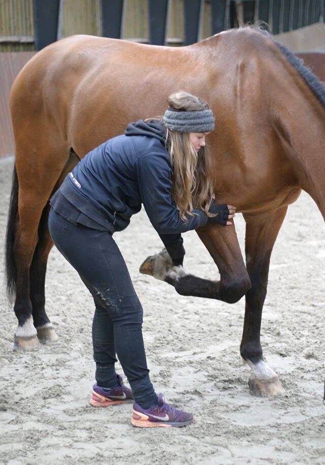 equine touch 2 Equine Touch