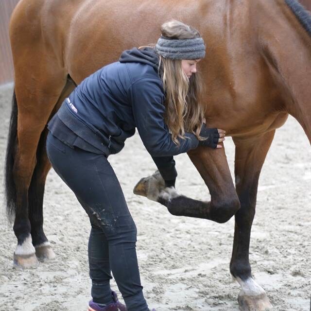 equine touch 2 Equine Touch